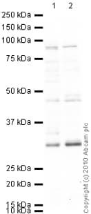 Anti-Dnmt3b antibody(AB2851)