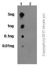 Anti-Integrin beta 1 (phospho Y783) antibody [EP974(2)Y] - BSA and Azide free(AB284706)