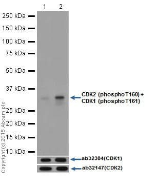 Anti-CDK2 (phospho T160) + CDK1 (phospho T161) antibody [EPR17621](AB183554)