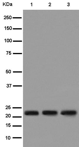 Anti-Bok antibody [EPR15331](AB186745)