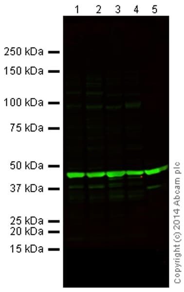 Anti-beta Actin antibody [mAbcam 8224] - Loading Control(AB8224)