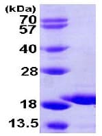 Ab105621  Sds Page Img30345