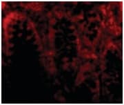 Anti-CDKN2A/p16INK4a antibody - N-terminal(AB189034)