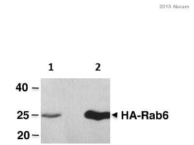 Anti-HA tag antibody [12CA5](AB1424)