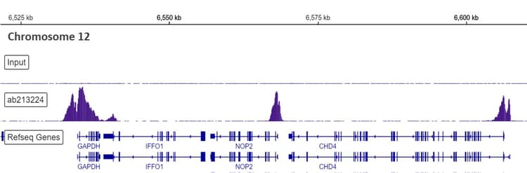 Anti-Histone H3 (tri methyl K4) antibody [EPR20551-225] - ChIP Grade(AB213224)