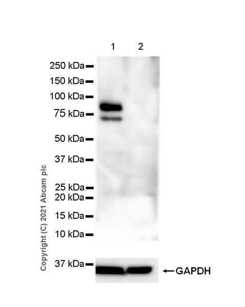 Anti-IL-6R antibody [EPR24322-143](AB271042)