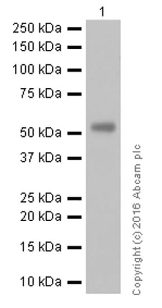 Anti-UGT1A1 antibody [EPR9592](AB170858)
