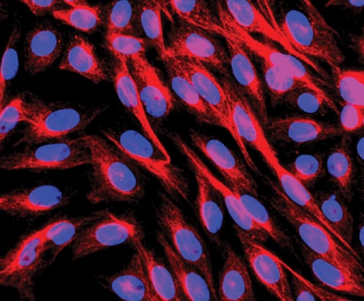 Anti-alpha Tubulin antibody - Loading Control(AB4074)