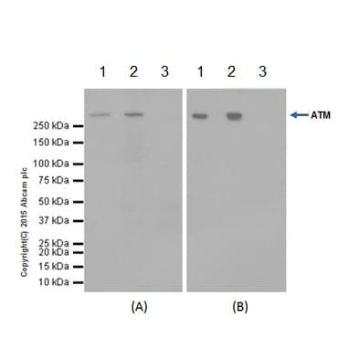 Anti-ATM antibody [EPR17059] - BSA and Azide free(AB232588)