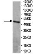 Anti-TIA1 antibody(AB205063)