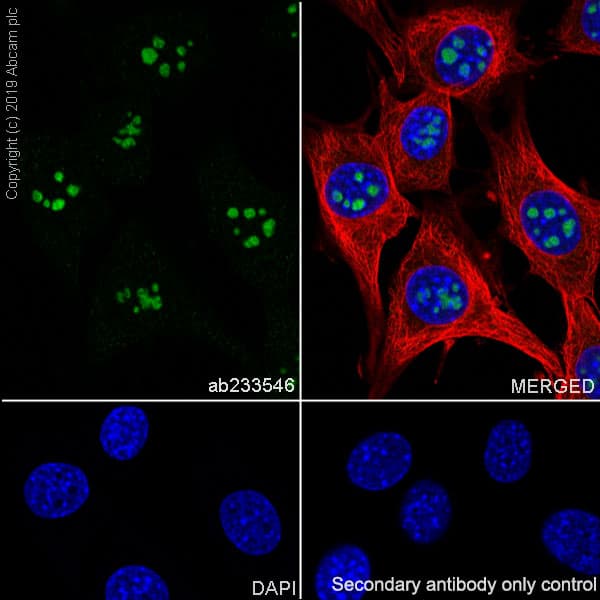 Aatf Ded Antibody Epr22934 136 Bsa And Azide Free Ab256301  Immunocytochemistry Immunofluorescence Img65764