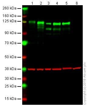 N Cadherin Antibody Epr1791 4 Bsa And Azide Free Ab271856  Western Blot Img175033