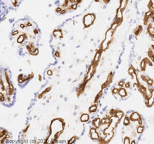 Anti-CD31 antibody [P2B1](AB24590)
