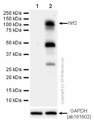 Anti-Nrf2 antibody [EP1808Y](AB62352)