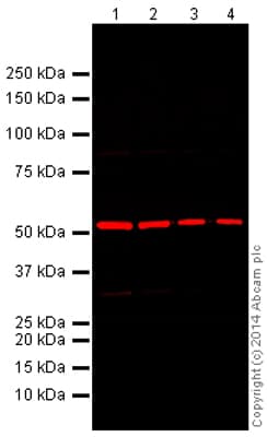 Anti-alpha Tubulin antibody - Microtubule Marker(AB18251)