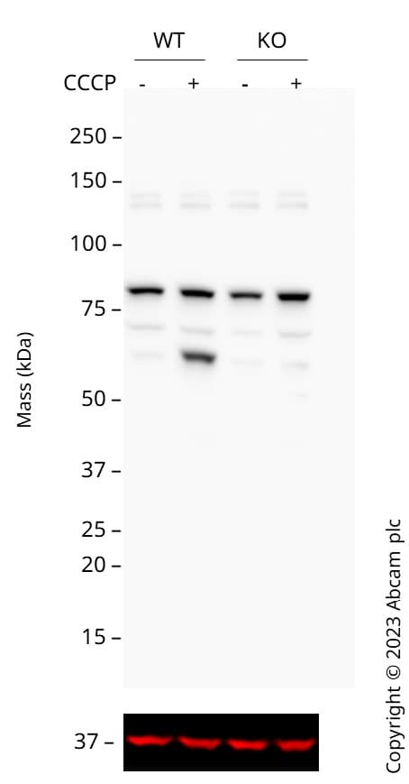 Human PINK1 knockout HEK-293T cell line(ab266393)