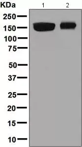 Anti-ID3 antibody [OTI8B3](AB236505)