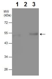 Anti-NUCB2 antibody - C-terminal(ab229683)