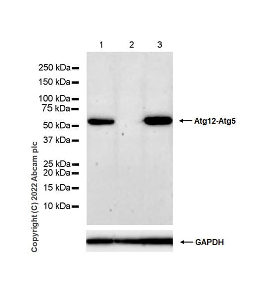 Anti-ATG12 antibody [EPR27485-89] - BSA and Azide free(AB303489)
