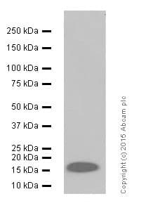 Synaptic Marker (Synaptophysin, Synapsin1, PSD95, VAMP2) Antibody Sampler Panel - Human, Mouse(AB263463)