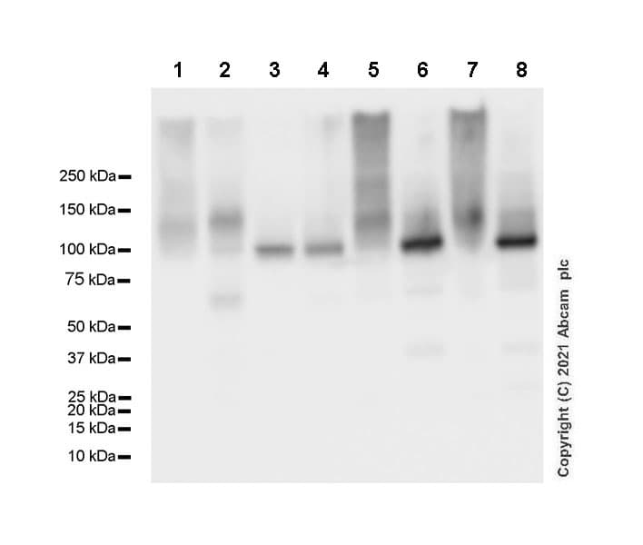 Anti-Sodium Potassium ATPase antibody [EP1845Y] - Mouse IgG1 (Chimeric) - BSA and Azide free(AB283340)