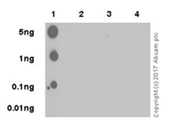 Anti-JNK1 (phospho T183 + Y185) antibody [EPR20763] - BSA and Azide free(AB227061)