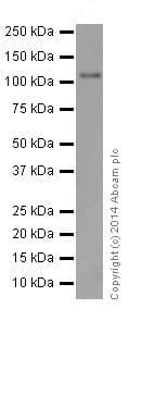 Anti-Rb antibody [EPR17512](AB181616)