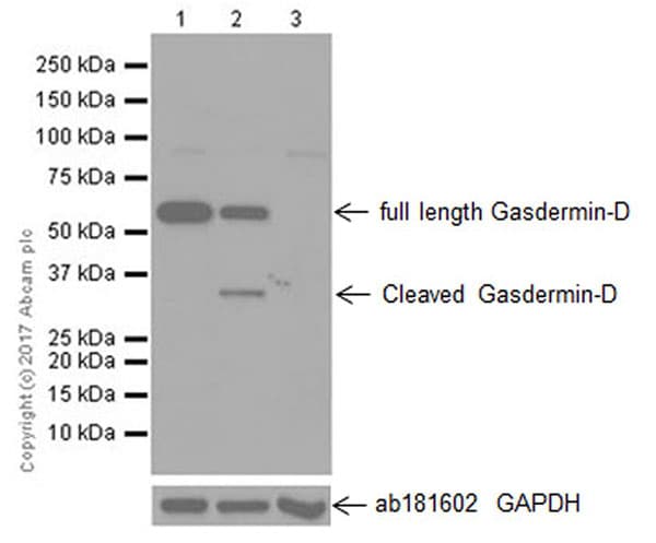 Anti-GSDMD antibody [EPR19828] - BSA and Azide free(AB225867)