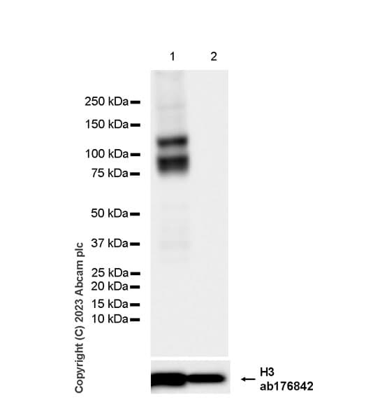 Anti-VE Cadherin antibody [EPR27436-55] - BSA and Azide free(AB313633)