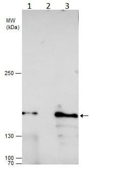 Anti-Rad50 antibody(AB228886)