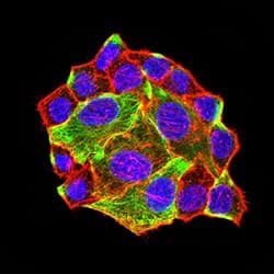 Atg3 Antibody 7a1d1 Ab233560  Immunocytochemistry Immunofluorescence Img113924