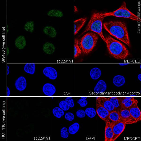 Anti-MLH1 antibody [EPR20741](AB229191)