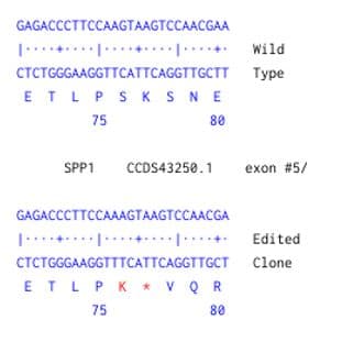 Human SPP1 knockout A549 cell line(ab287778)