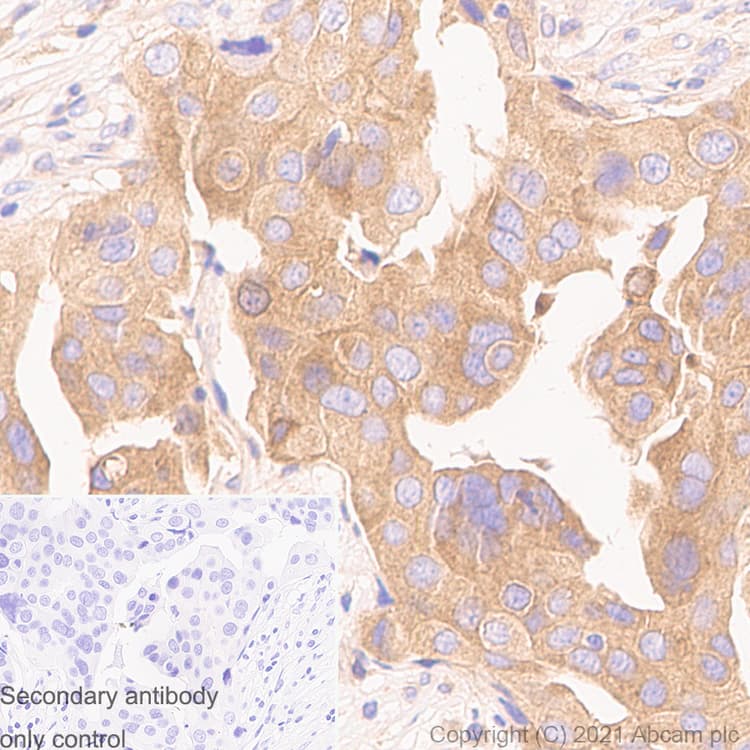 Anti-Rab5 antibody [1/Rab5](AB288769)