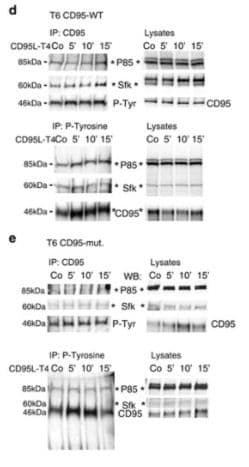 Biotinylation Kit Biotin Conjugation Kit Fast Type A Lightning Link Ab201795 Western Blot Img169793
