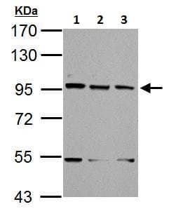 Xab2 Antibody N Terminal Ab228006  Western Blot Img156581