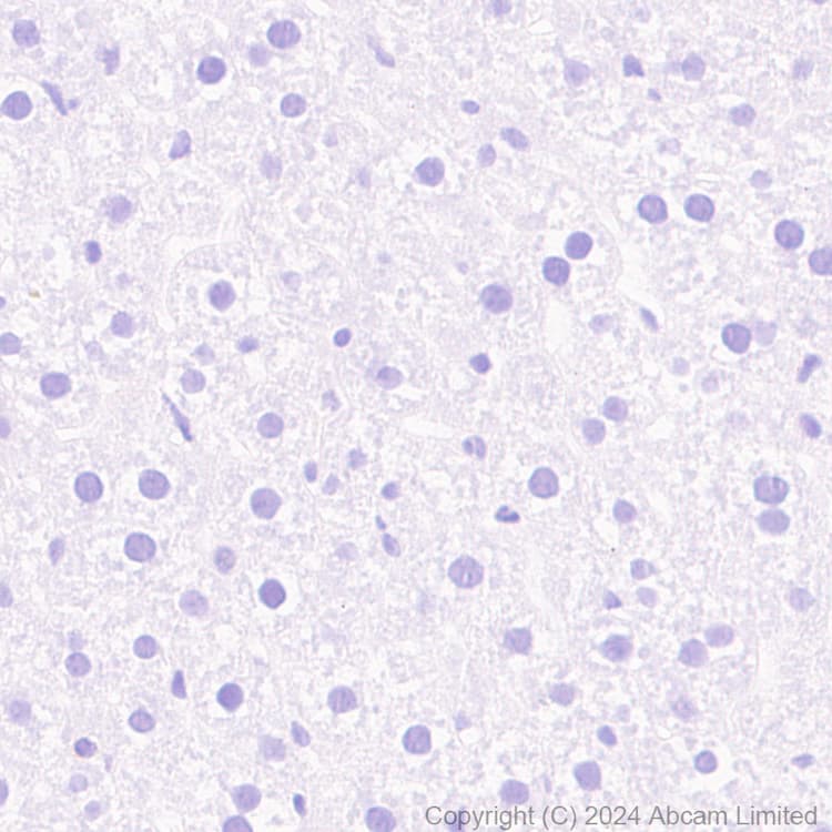 Anti-Nogo A + Nogo D antibody [EPR26286-15] - BSA and Azide free(AB318265)