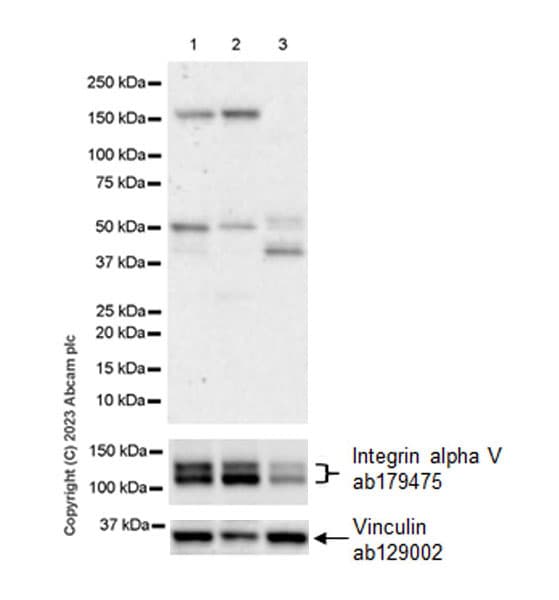 Anti-Integrin alpha V antibody [EPR16800](AB179475)