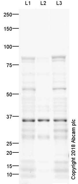 Anti-Adipose Triglyceride Lipase (phospho S406) antibody(AB135093)