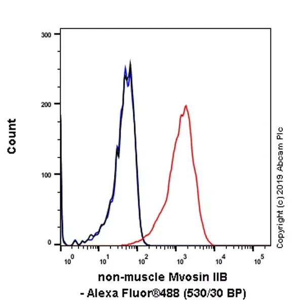 Anti-non-muscle Myosin IIB/MYH10 antibody [EPR22564-23](AB230823)