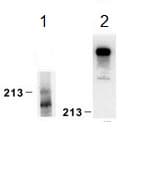 Anti-Laminin alpha 4/LAMA4 antibody [3H2](AB205568)