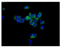 Psme2 Antibody Epr14931 Bsa And Azide Free Ab250700  Immunocytochemistry Immunofluorescence Img81309