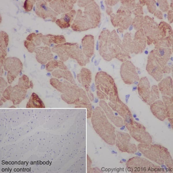 Anti-Cardiac Troponin T antibody [EPR20266] - BSA and Azide free(AB223536)