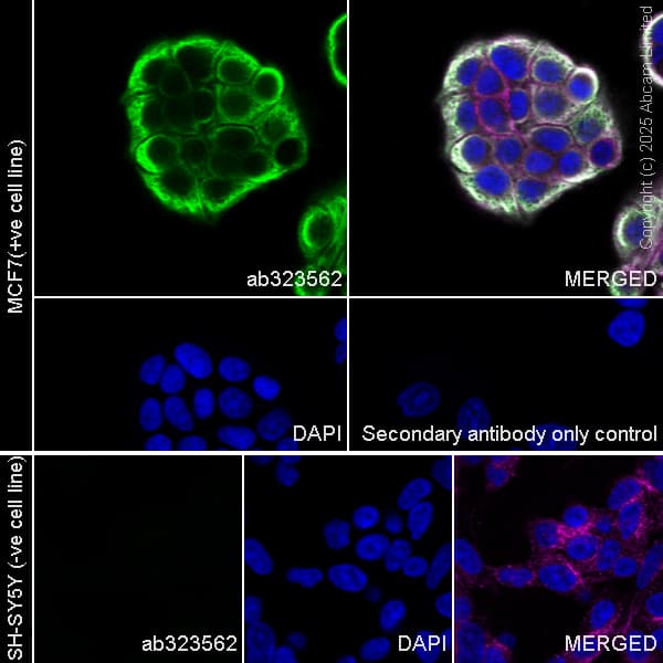 Goat Anti-Mouse IgG H&L (Alexa Fluor® 488) preadsorbed(AB150117)