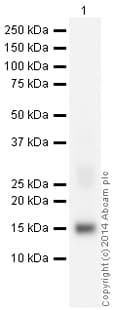 Biotin Caspase 3 Antibody E87 Ab195905  Western Blot Img88242
