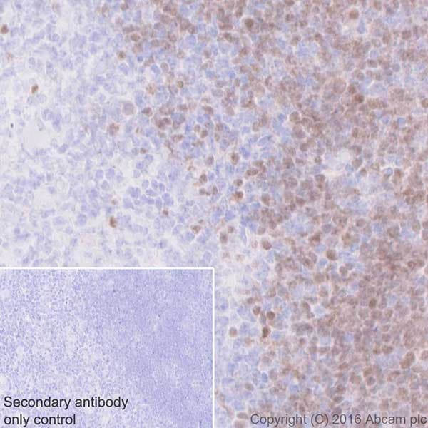 Anti-ROR gamma antibody [EPR20006] - BSA and Azide free(AB232516)