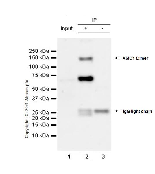 Anti-ASIC1 antibody [EPR25411-45] - BSA and Azide free(AB284410)