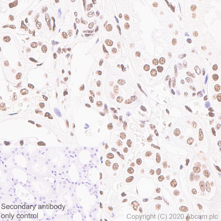 Anti-Human Nucleoli antibody [NM95] - Nucleolar Marker(AB190710)