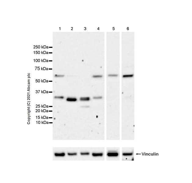 Smad6 Antibody Epr24687 21 Ab273106  Western Blot Img183802