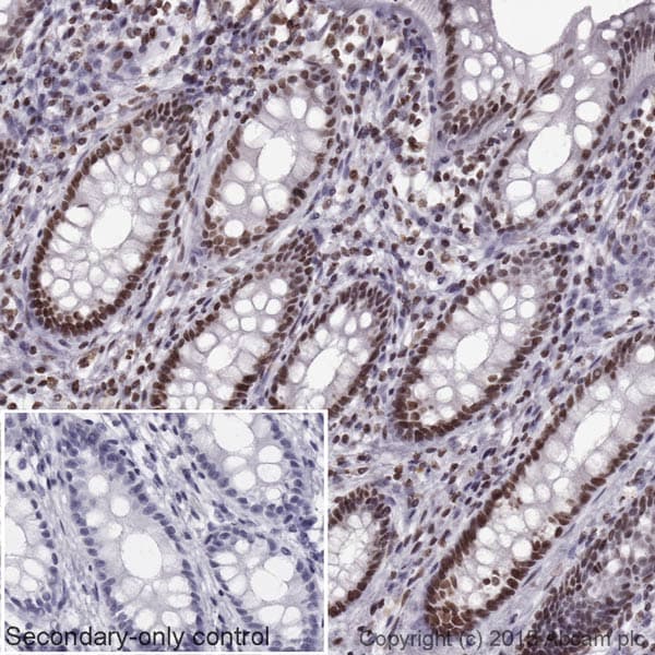Goat Anti-Mouse IgG H&L (HRP)(AB205719)